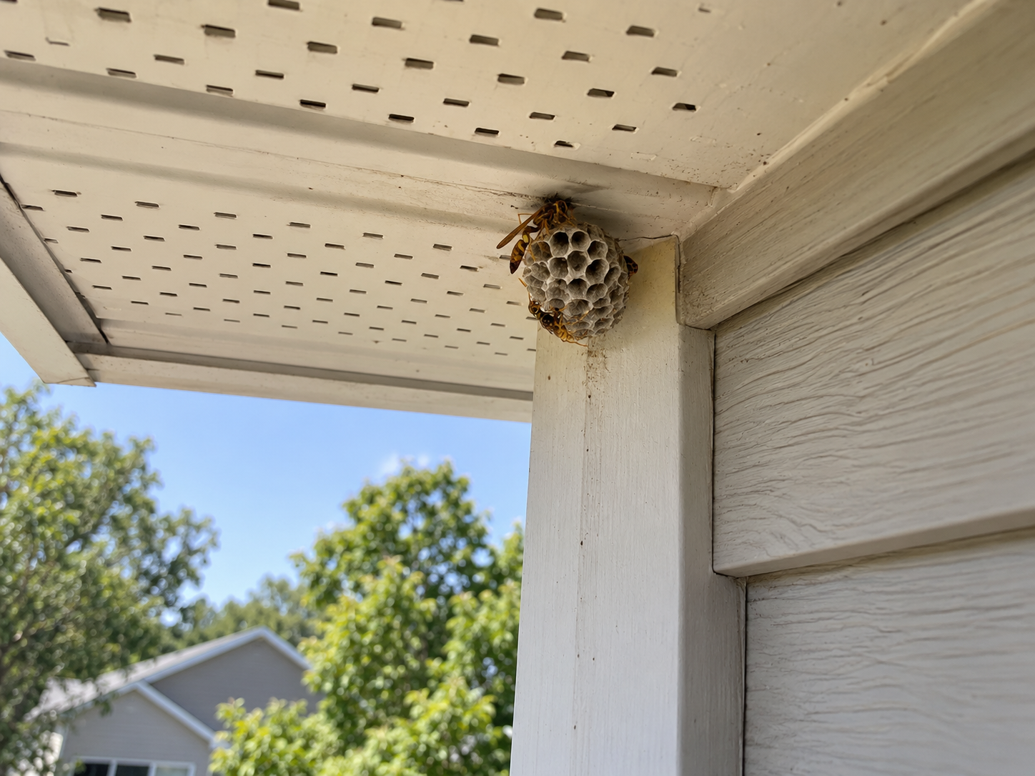 Editorial image showing wasp, hornet, bee & yellow-jacket control context